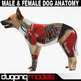 Male & Female Dog Anatomy Textured